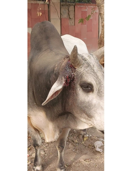 Nandi baba,  Ear neck maggots wounds