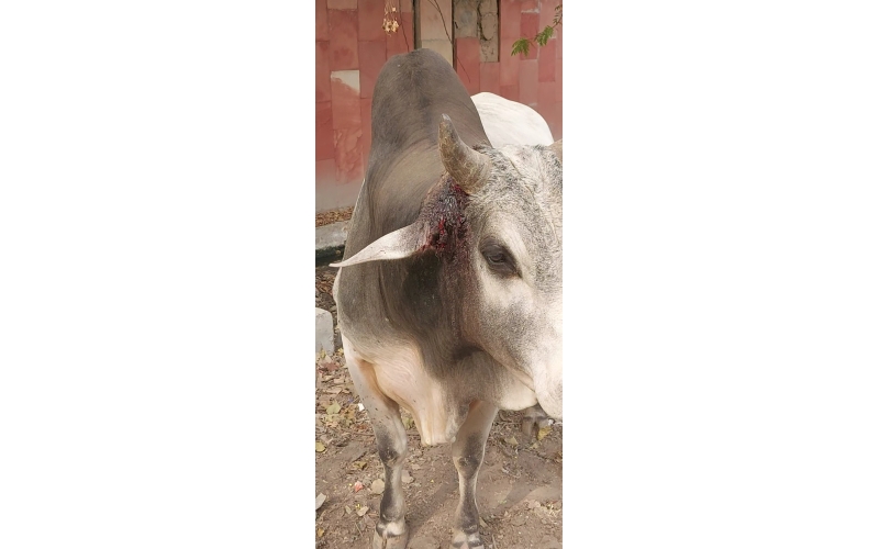 Nandi baba,  Ear neck maggots wounds