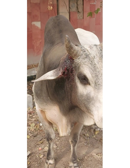 Nandi baba,  Ear neck maggots wounds