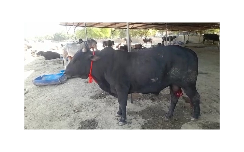 Mahadev Nandi- millions maggots...