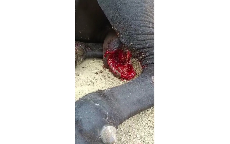 Mahadev Nandi- millions maggots...