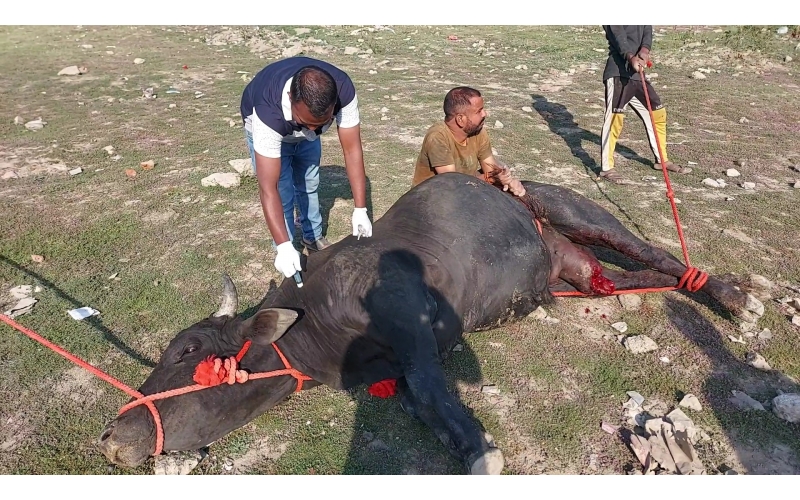 Mahadev Nandi- millions maggots...