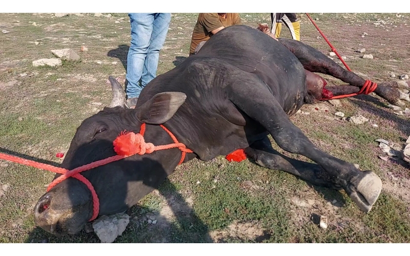 Mahadev Nandi- millions maggots...