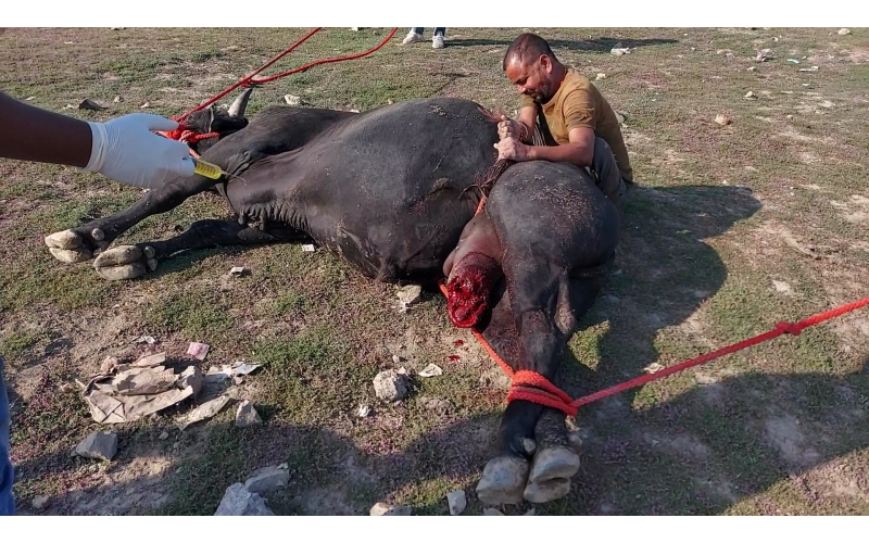 Mahadev Nandi- millions maggots...