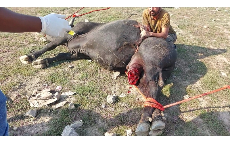 Mahadev Nandi- millions maggots...