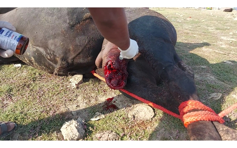 Mahadev Nandi- millions maggots...