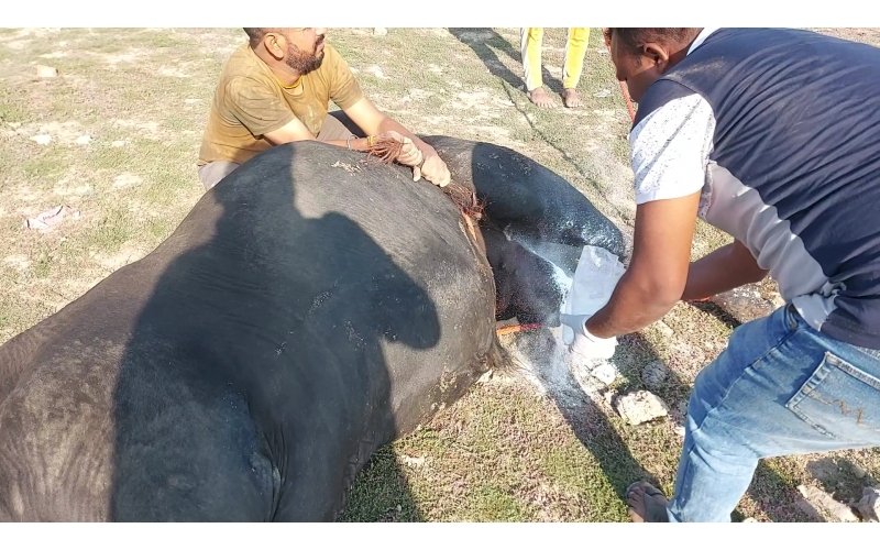 Mahadev Nandi- millions maggots...