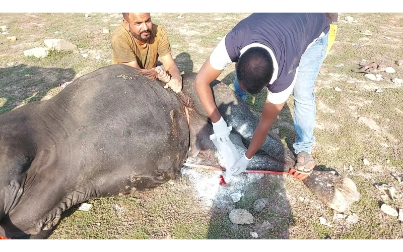 Mahadev Nandi- millions maggots...