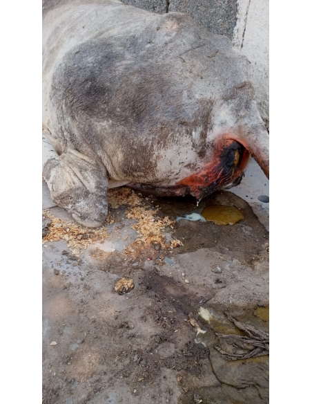 Gaumata sick,high fever sector 100 noida