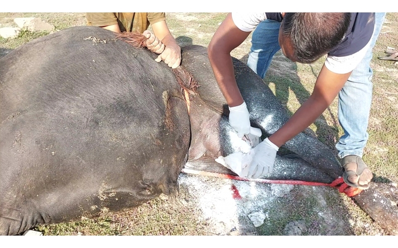 Mahadev Nandi- millions maggots...
