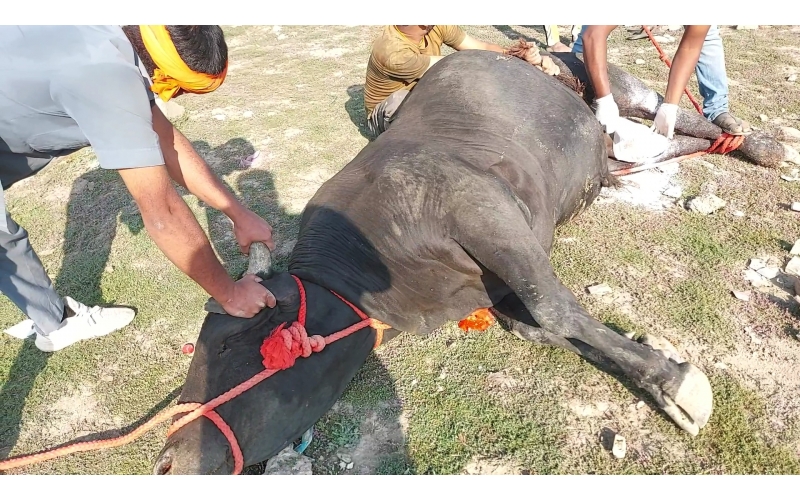 Mahadev Nandi- millions maggots...