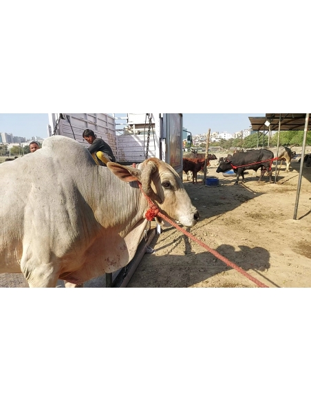 Mahadev Nandi - Horn stabbing in face