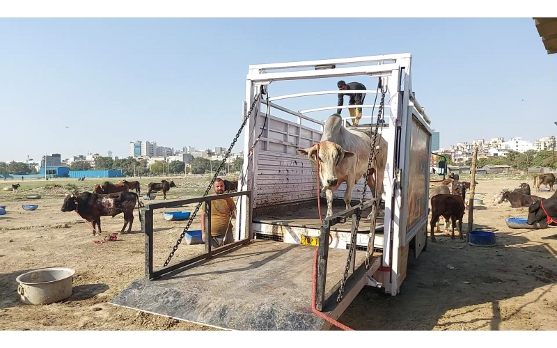 Mahadev Nandi - Horn stabbing in face