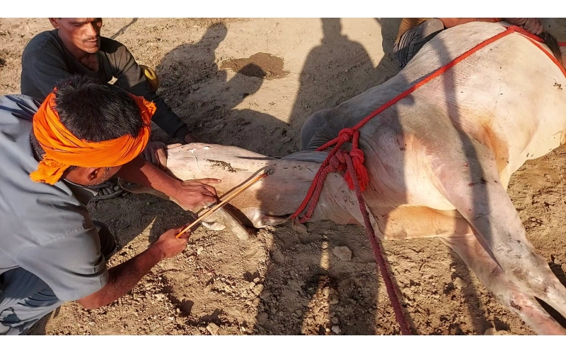 Mahadev Nandi - Horn stabbing in face