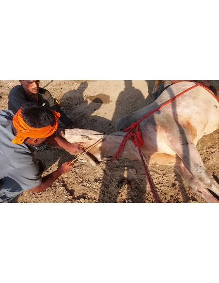 Mahadev Nandi - Horn stabbing in face