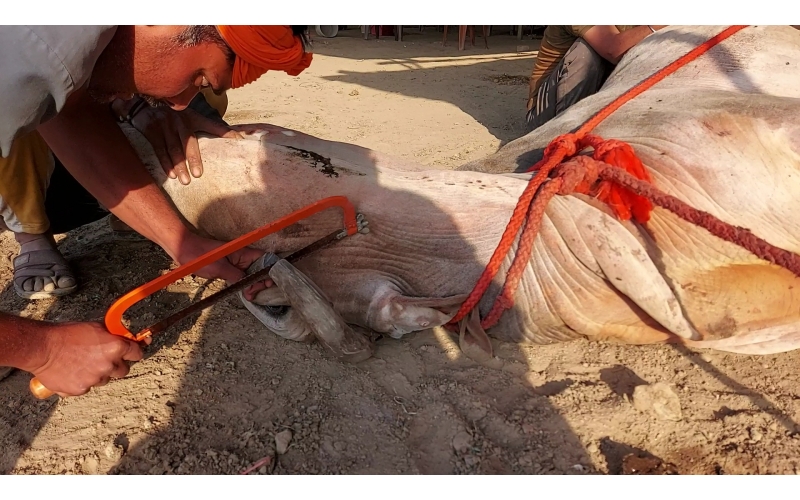 Mahadev Nandi - Horn stabbing in face