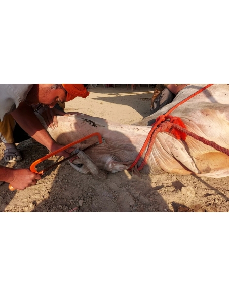 Mahadev Nandi - Horn stabbing in face