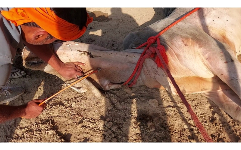 Mahadev Nandi - Horn stabbing in face