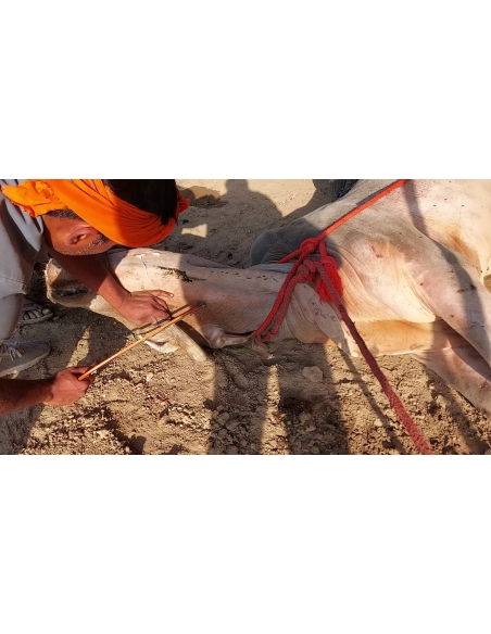 Mahadev Nandi - Horn stabbing in face