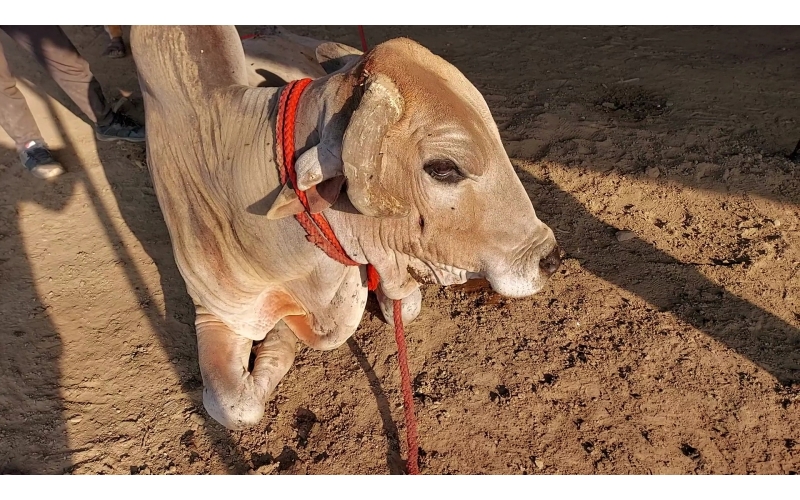 Mahadev Nandi - Horn stabbing in face
