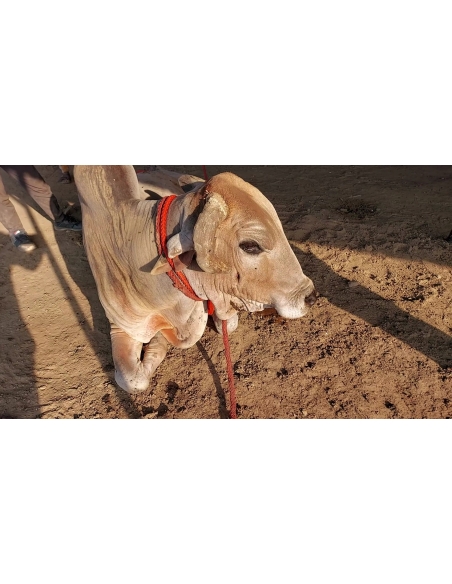 Mahadev Nandi - Horn stabbing in face