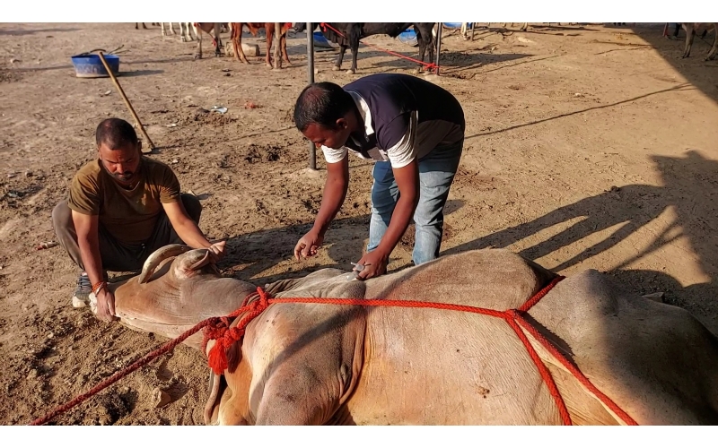Mahadev Nandi - Horn stabbing in face