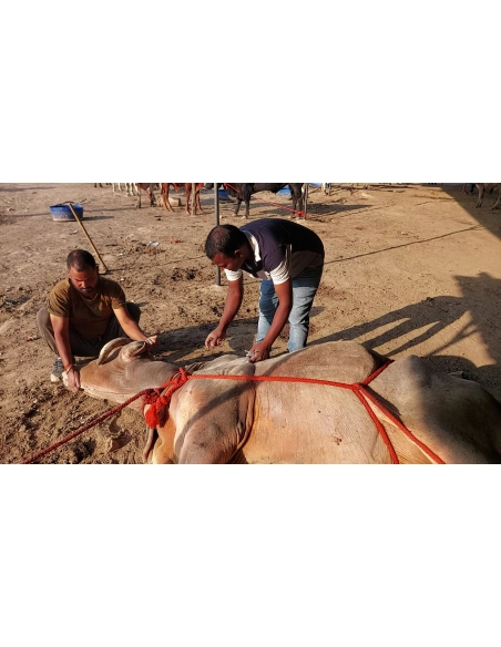 Mahadev Nandi - Horn stabbing in face