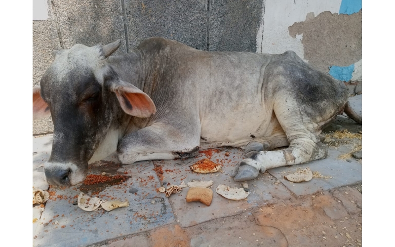 Gaumata sick,high fever sector 100 noida Gaumata sick,high fever sector 100 noida