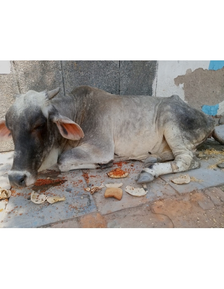 Gaumata sick,high fever sector 100 noida