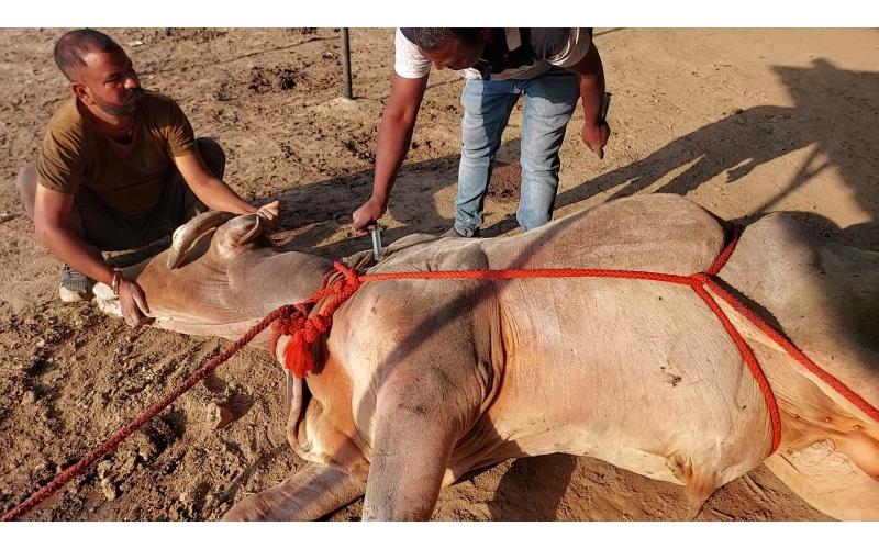 Mahadev Nandi - Horn stabbing in face