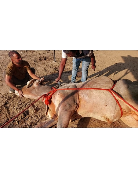 Mahadev Nandi - Horn stabbing in face