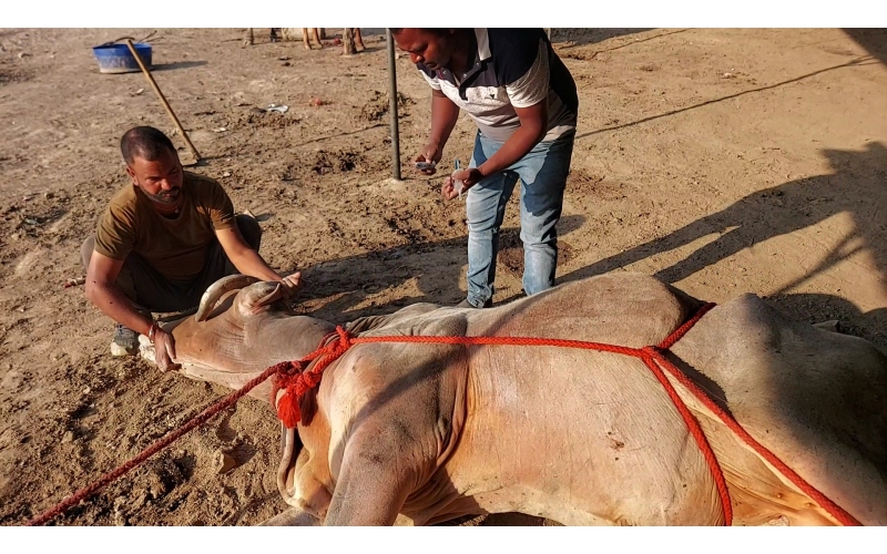 Mahadev Nandi - Horn stabbing in face