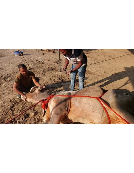 Mahadev Nandi - Horn stabbing in face