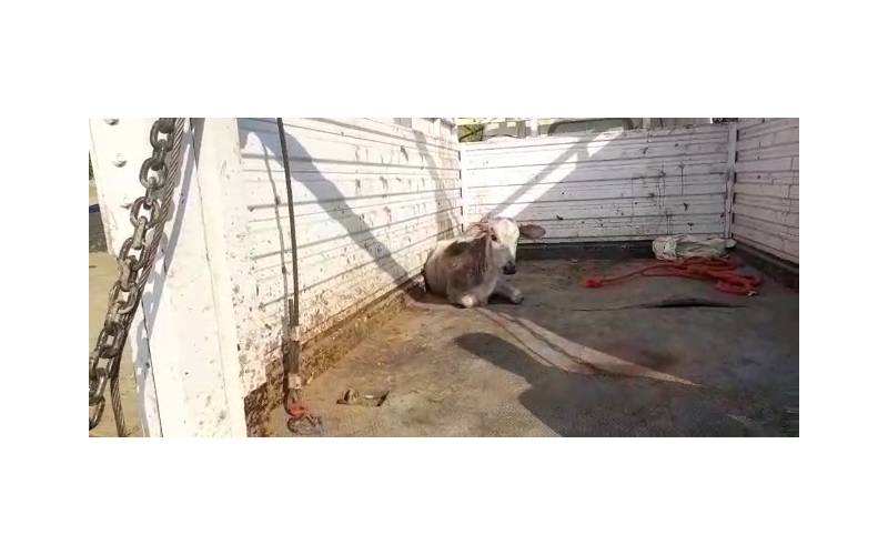 Gaumata/Cow baby fractured leg Delhi