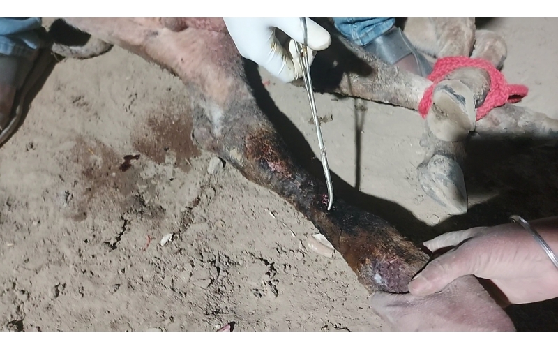 Gaumata/Cow baby fractured leg Delhi