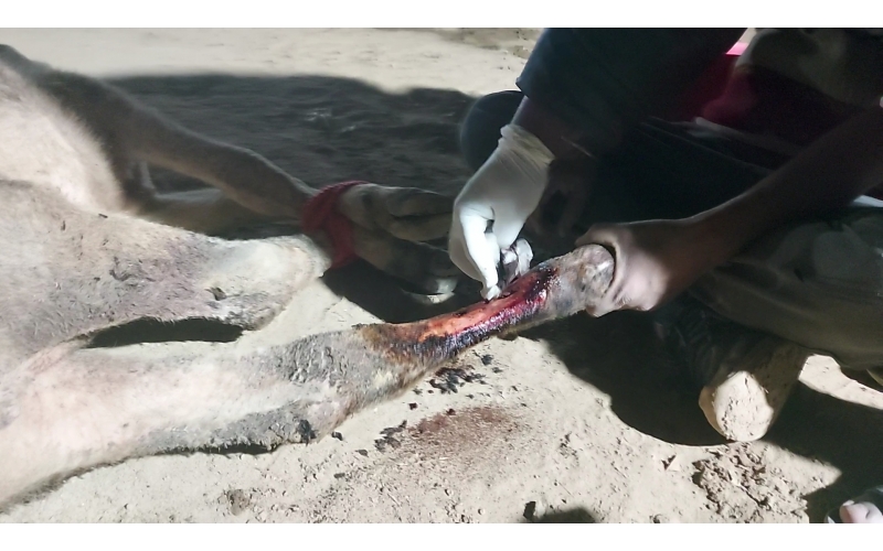 Gaumata/Cow baby fractured leg Delhi