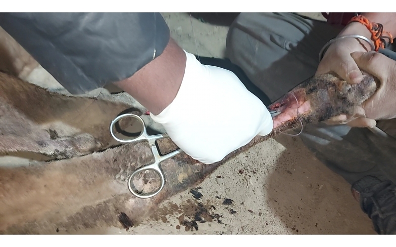 Gaumata/Cow baby fractured leg Delhi