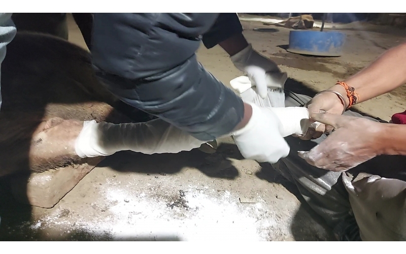 Gaumata/Cow baby fractured leg Delhi