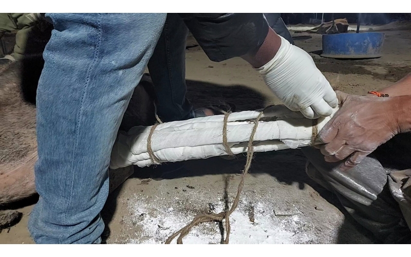 Gaumata/Cow baby fractured leg Delhi