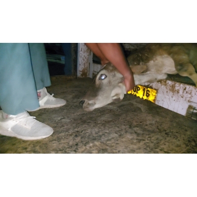 Spine damaged cow/gaumata -...