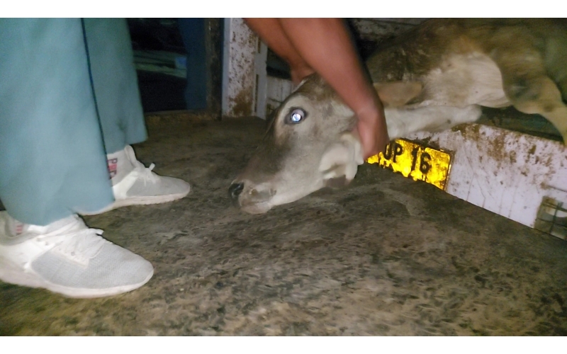 Spine damaged cow/gaumata - sector 110 noida