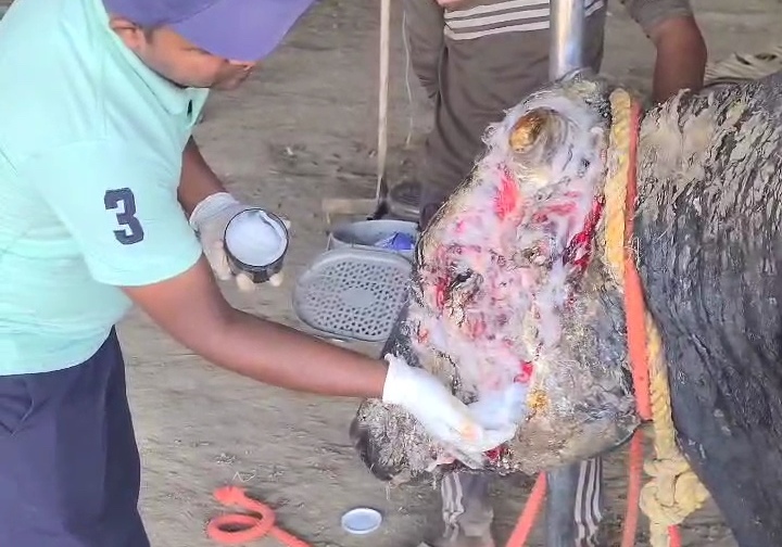 Injured Nandi Baba during rescue and treatment by GauNandiSewa