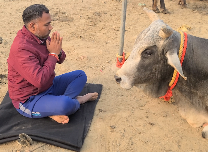 GauNandiSewa treatment of an injured Nandi Baba at its cow hospital serving Delhi NCR