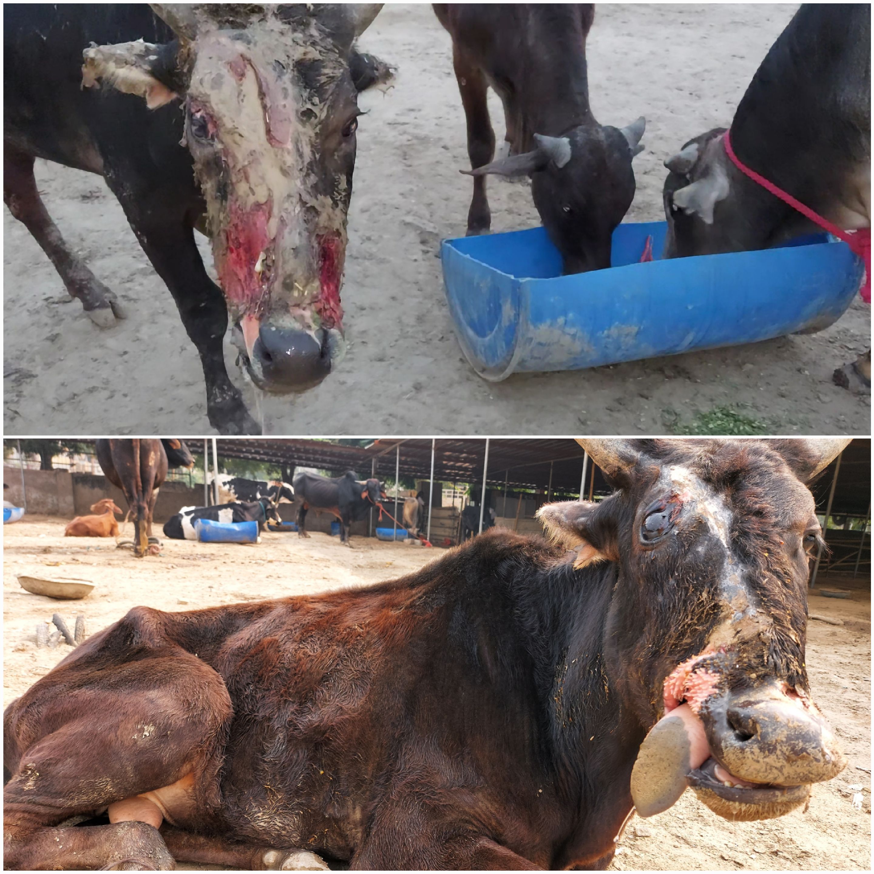 Gaumata before