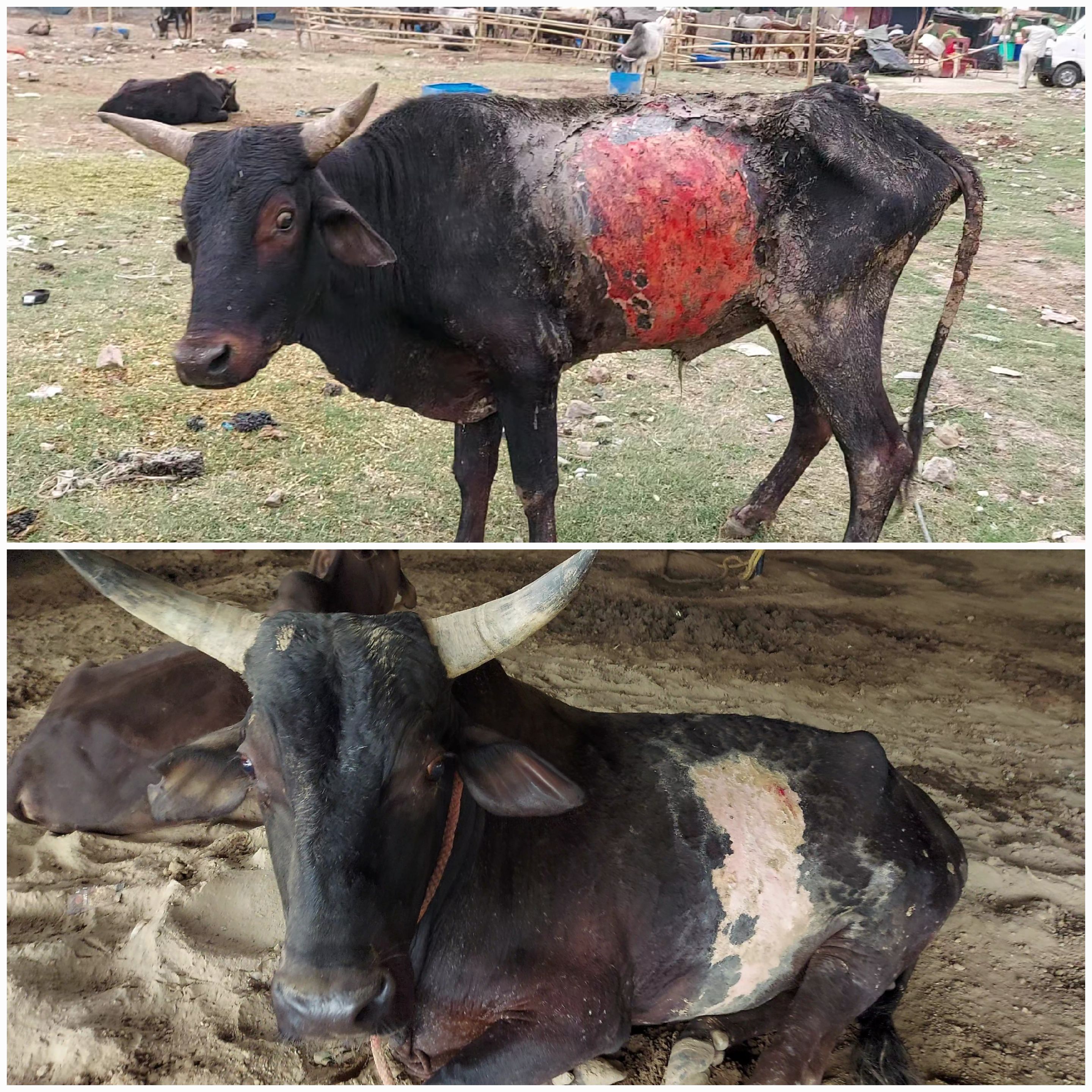 Baby Cow Shiva before