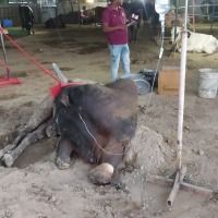 3rd October 2024: Healing Sacred Gaumata and Nandi Baba at Gaunandisewa Hospital