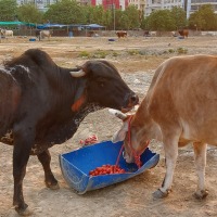 GauNandiSewa:  India & Noida's Premier Gaushala and Animal Hospital for Gaumata Welfare
